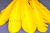 Декоративный Пучок из перьев, перо 23см/желтый - купить в Архангельске. Цена: 12.19 руб.